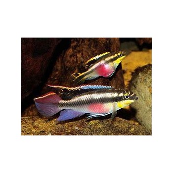 Pelvicachromis Pulcher