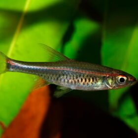 Rasbora Pauciperforata