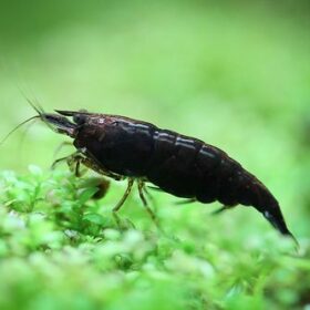 Crevette NEOCARIDINA BLACK CHOCO