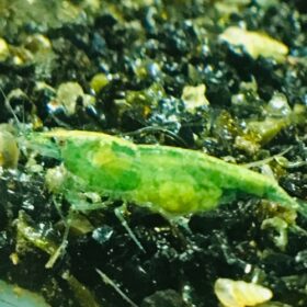 Crevette NEOCARIDINA GREEN