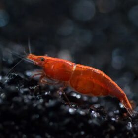 Crevette NEOCARIDINA RED CHERRY