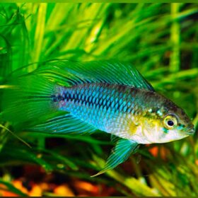 Apistogramma borellii