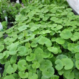 hydrocotyle leucocephala