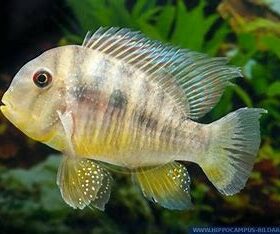 Gymnogeophagus Balzanii