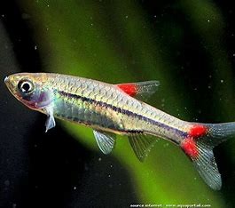 Rasbora Rubrodorsalis