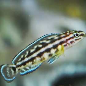 Julidochromis marlieri