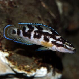 Julidochromis transcriptus