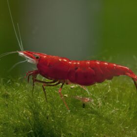 NEOCARIDINA RED SAKURA