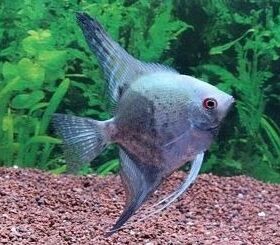 Pterophyllum Scalare Blue Neon