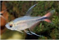 Hyphessobrycon Filamentosus